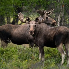 Plural of moose - two moose