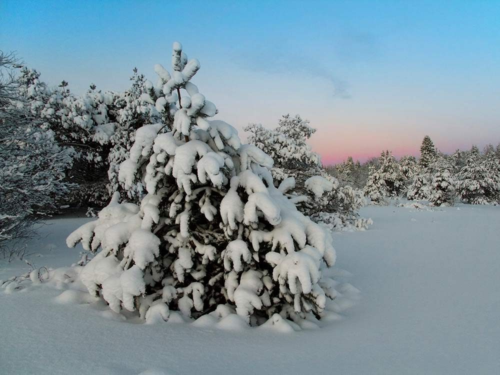 Snowed covered tree outdoors in winter