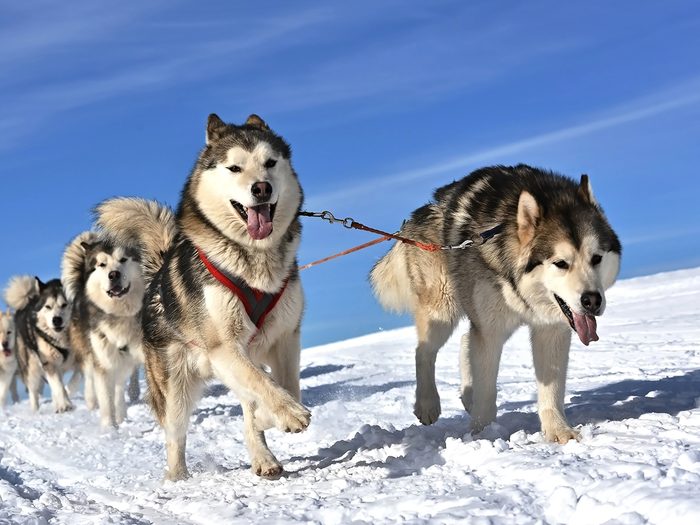 Coldest day in Canada - sled dogs