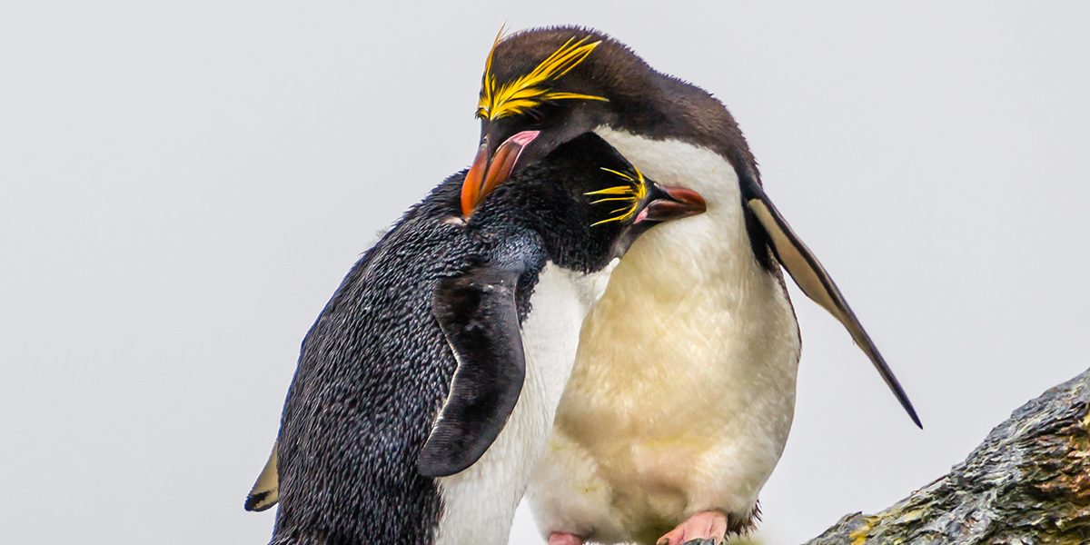 Monogamous Animals That Stay Together For Life | Reader's Digest