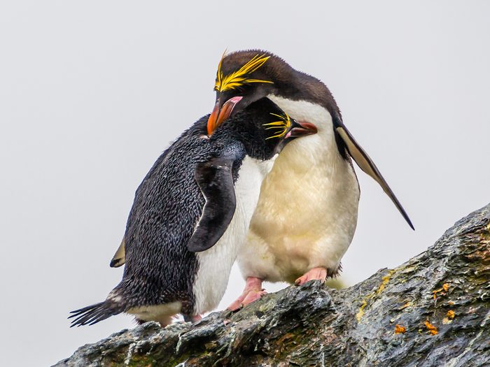 Monogamous animals - Macaroni Penguins