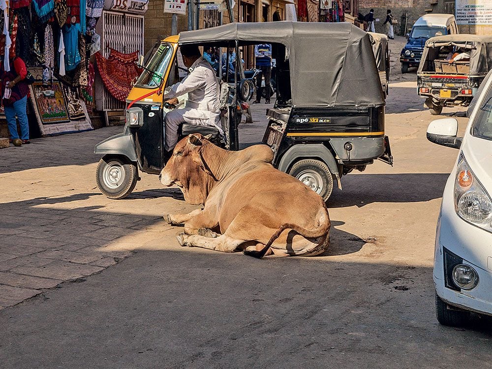 Sacred cow resting in the middle of busy India street