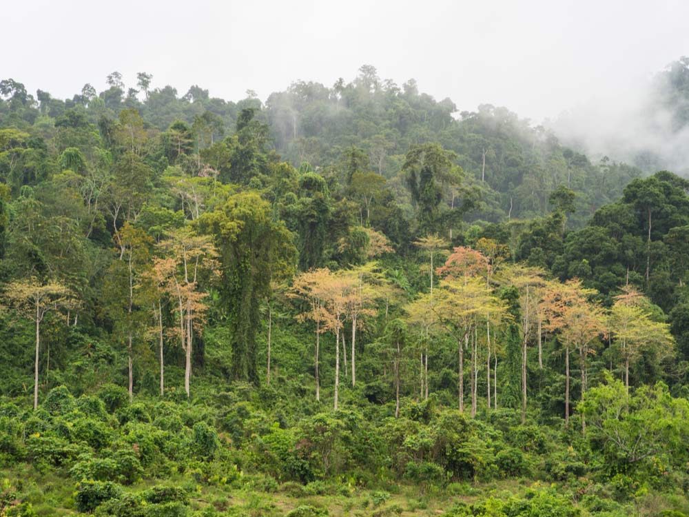 Jungle in Vietnam