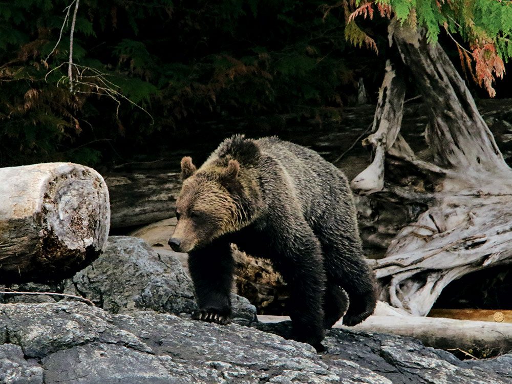 Grizzly bear in Great Bear Rainforest