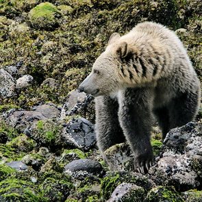 Great Bear Rainforest - Grizzly bear hunting for crabs