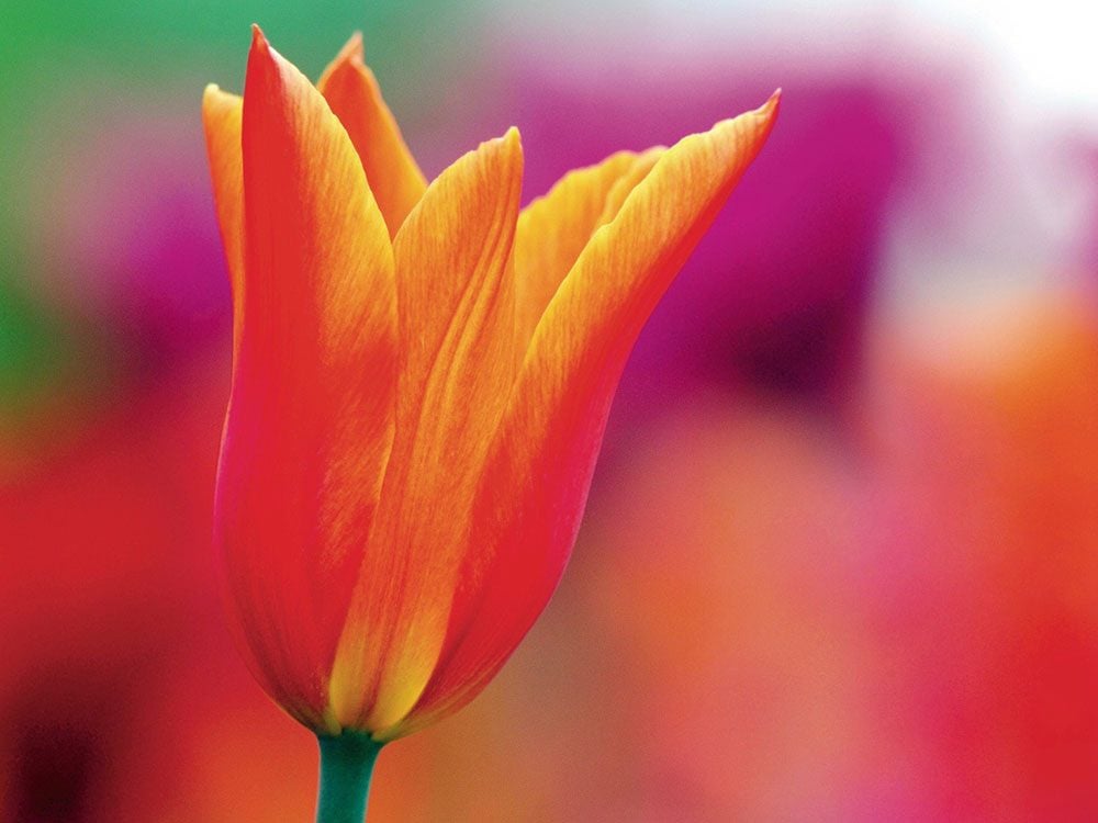 Orange tulip