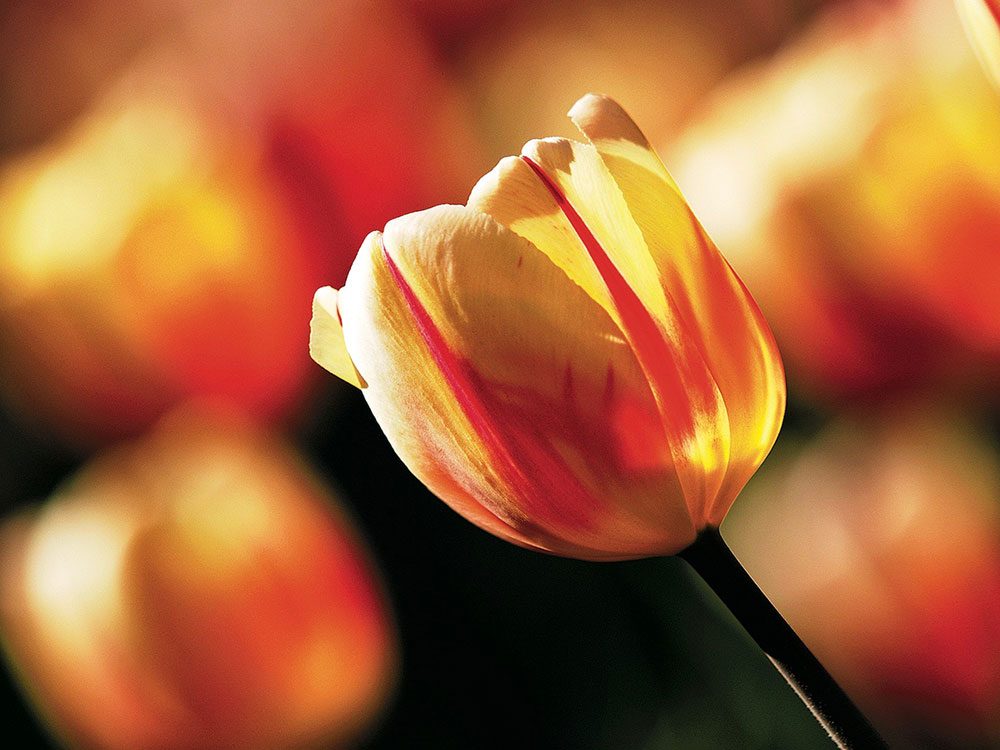 Backlit Tulip bulb