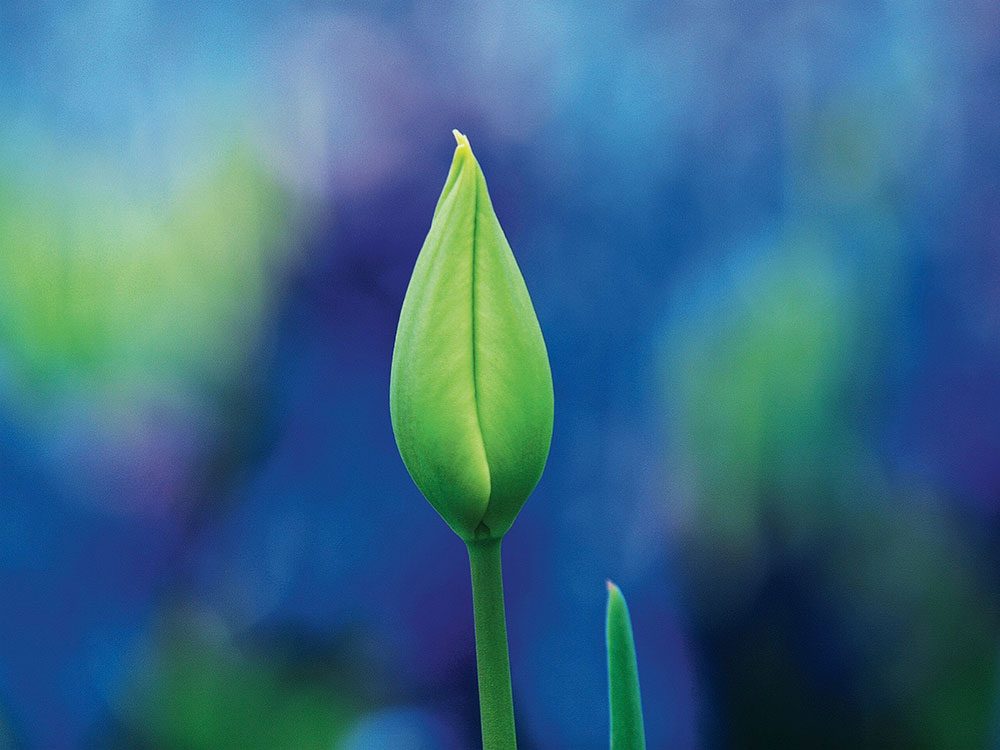 Close-up of tulip bulb