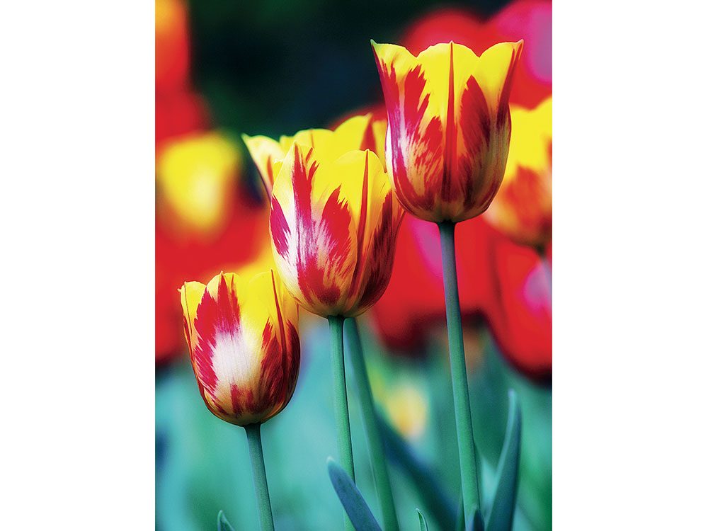 Apeldoorn tulips