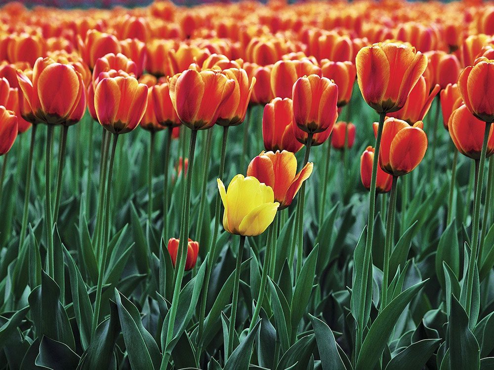 Field of Gabor tulips