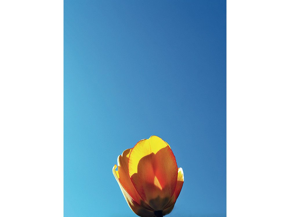 Yellow flower against blue sky