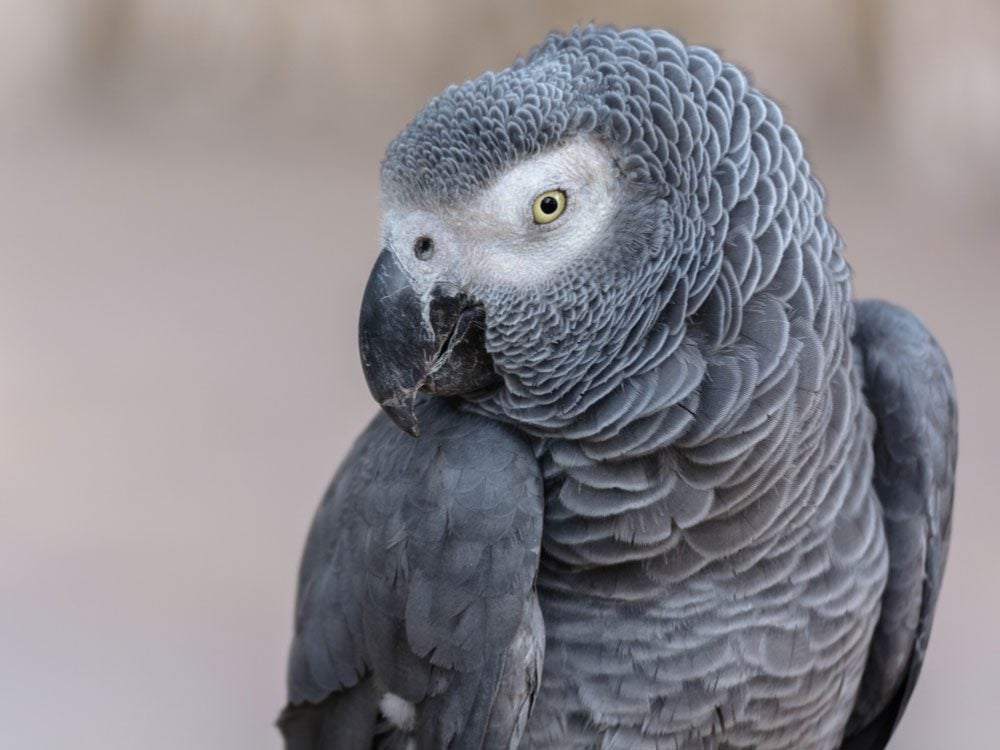Funny Stories: The Tale of Casey the Parrot and His Owner Pat