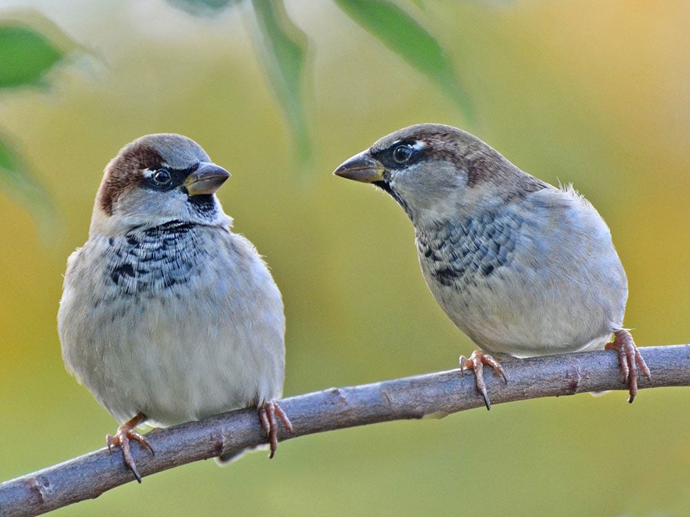 Two sparrows on a fall day