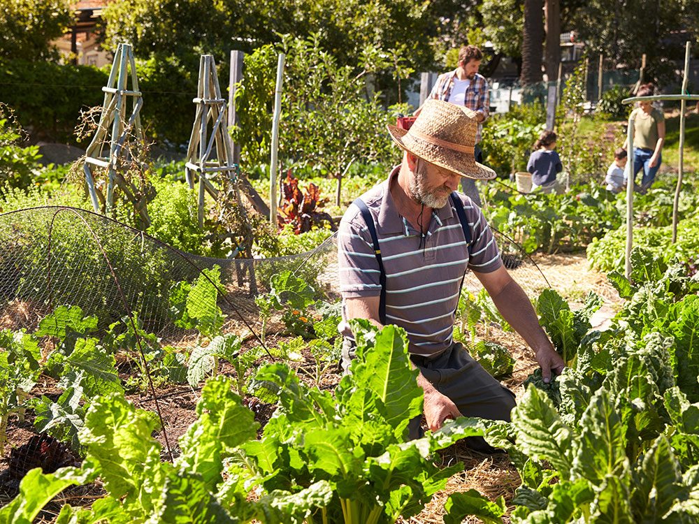 Community vegetable garden