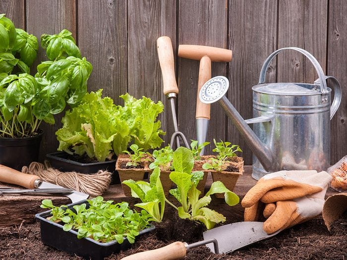 How to grow a vegetable garden anywhere
