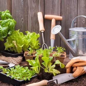 How to grow a vegetable garden - gardening tools
