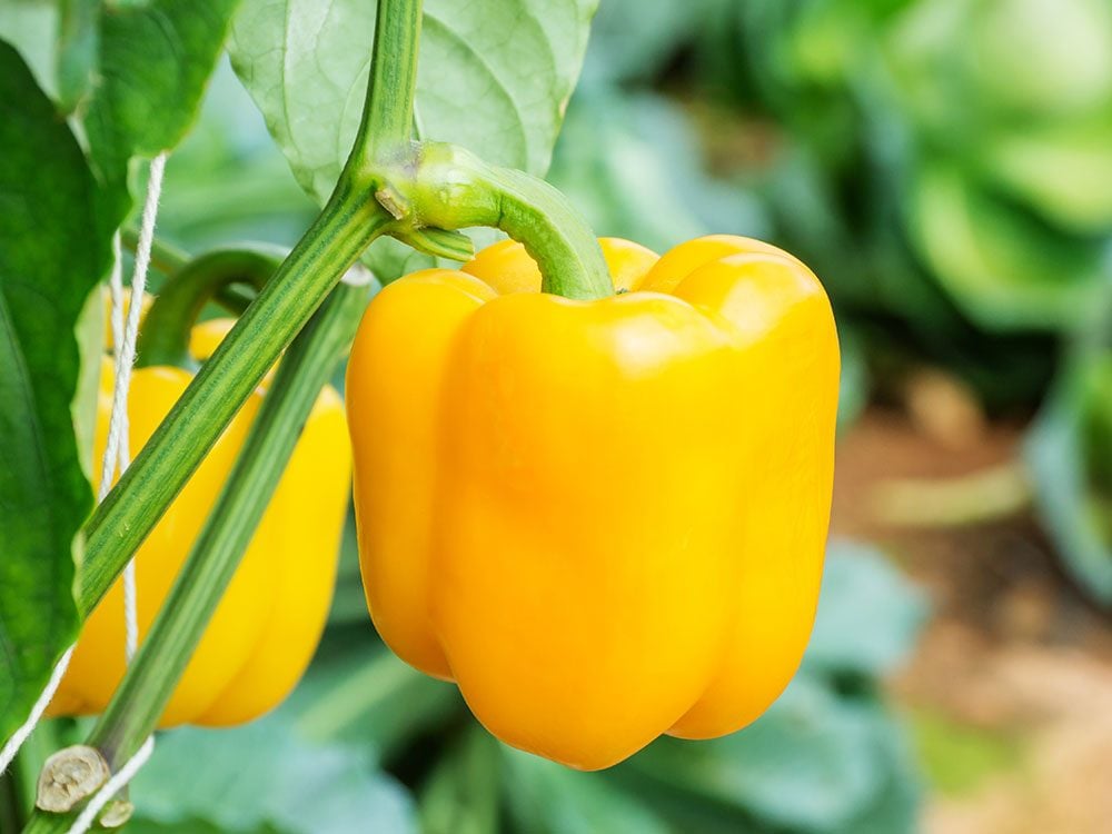 Healthy pepper plant in a vegetable garden