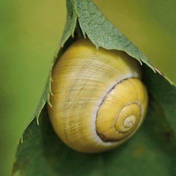Snail captured through macro photography