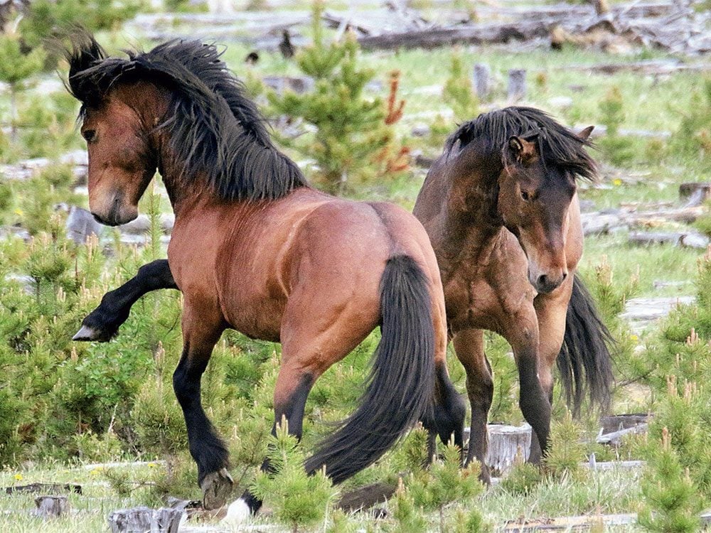 Wild horses in William Creek, Alberta