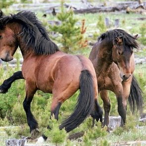 Wild horses in Williams Creek, Alberta
