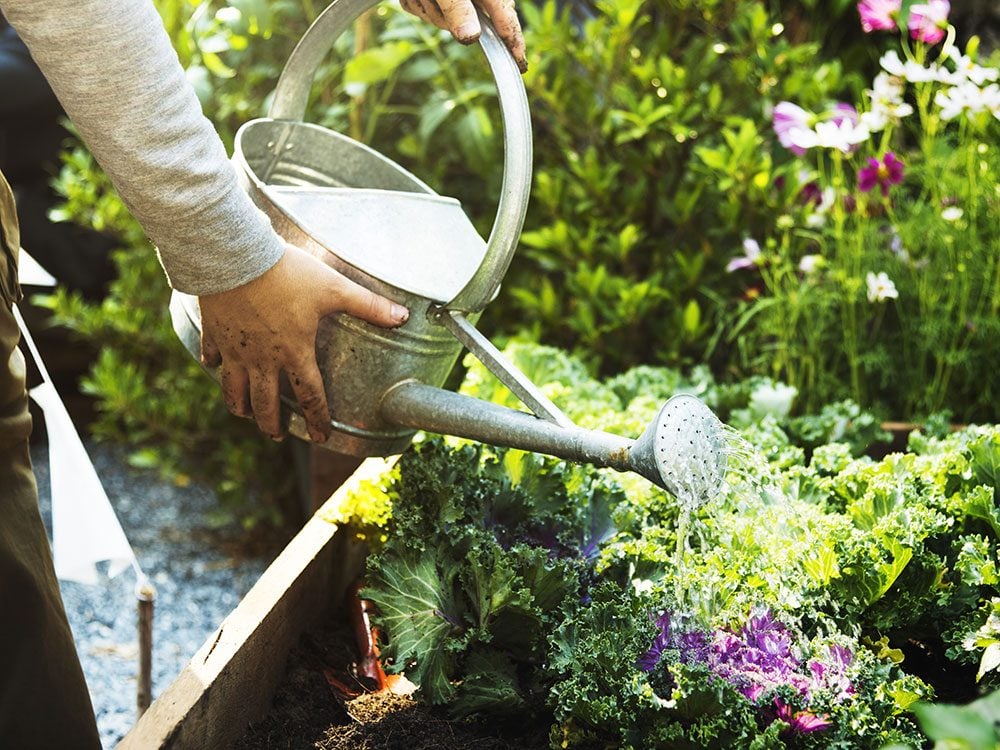 Watering your vegetable garden
