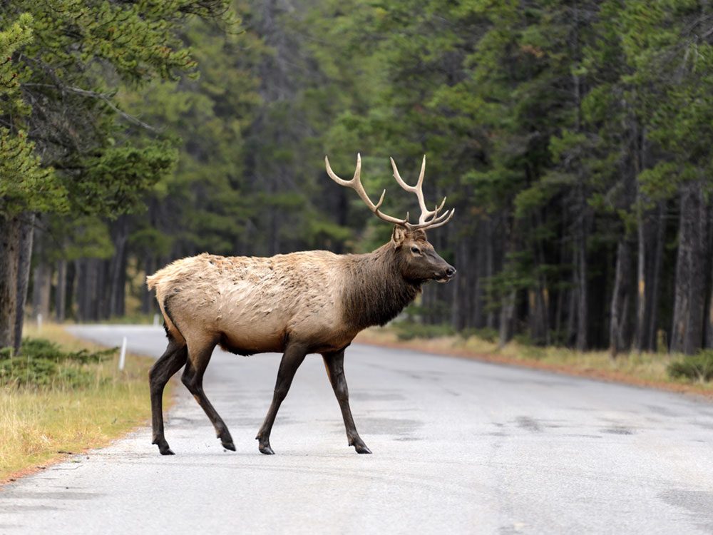 Deer on rural road