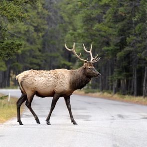 Deer on rural road