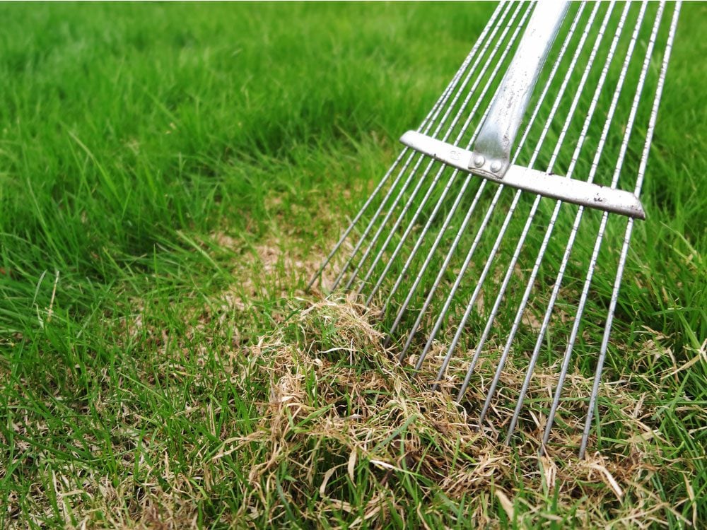 Dethatching lawn with a rake