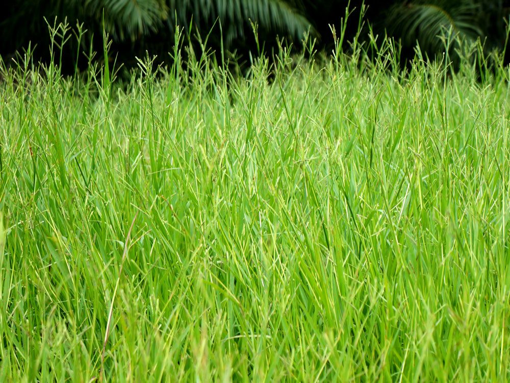 hierba verde alta