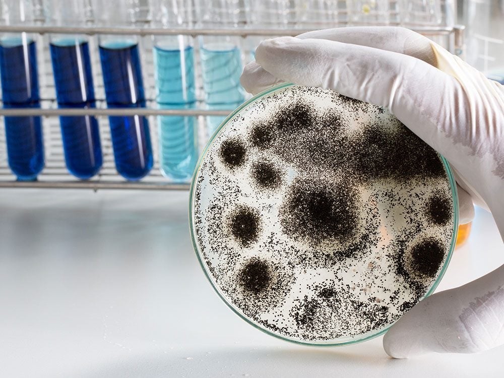 Health problems caused by aspergillus mold