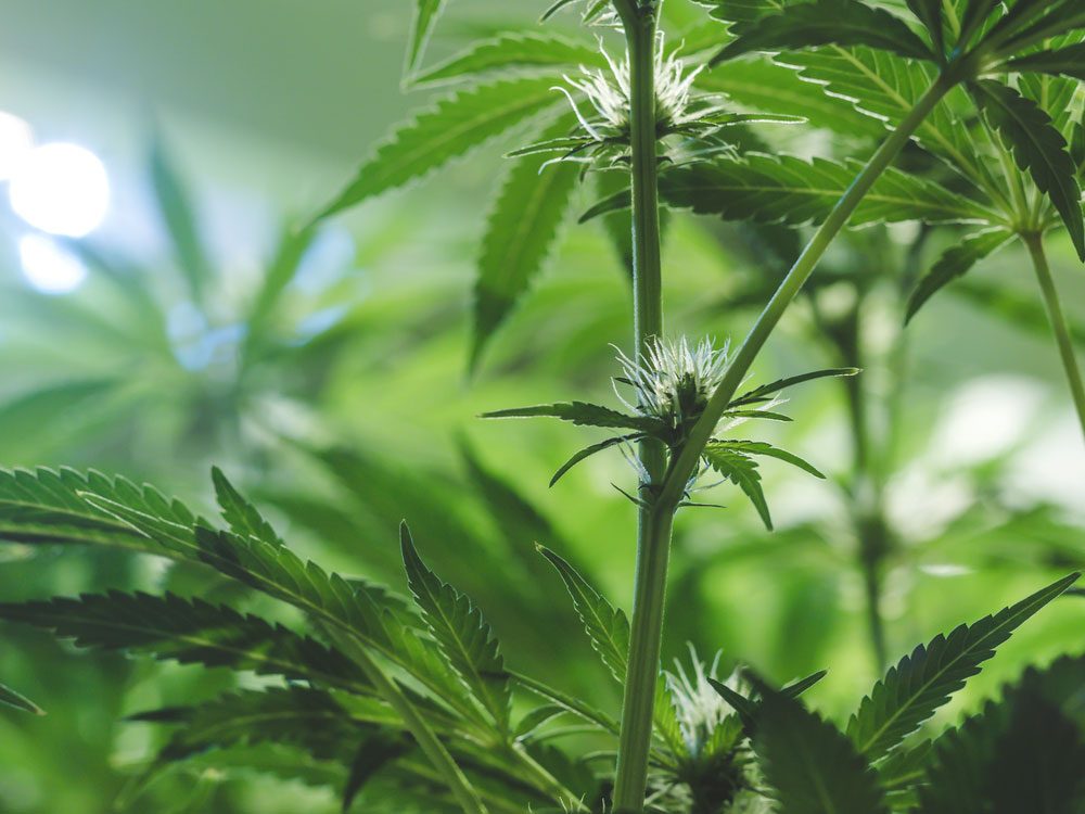 Medical marijuana being grown