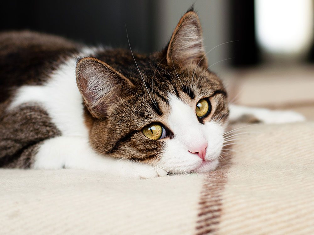 Signs your cat is depressed