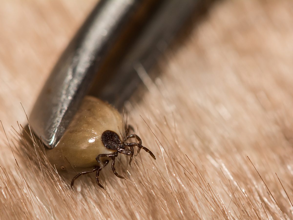 Tick-borne diseases in Canada - engorged dog tick being removed