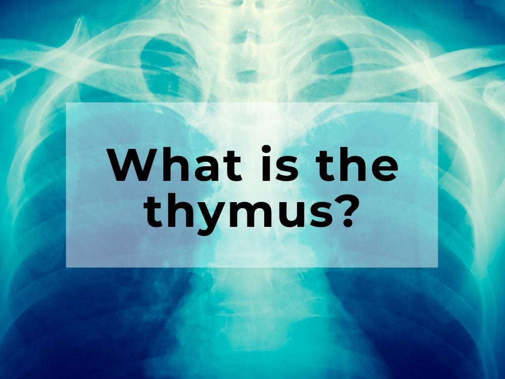 What is the thymus?