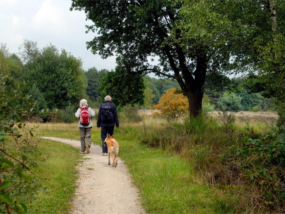 Elderly couple walking with dog in forest