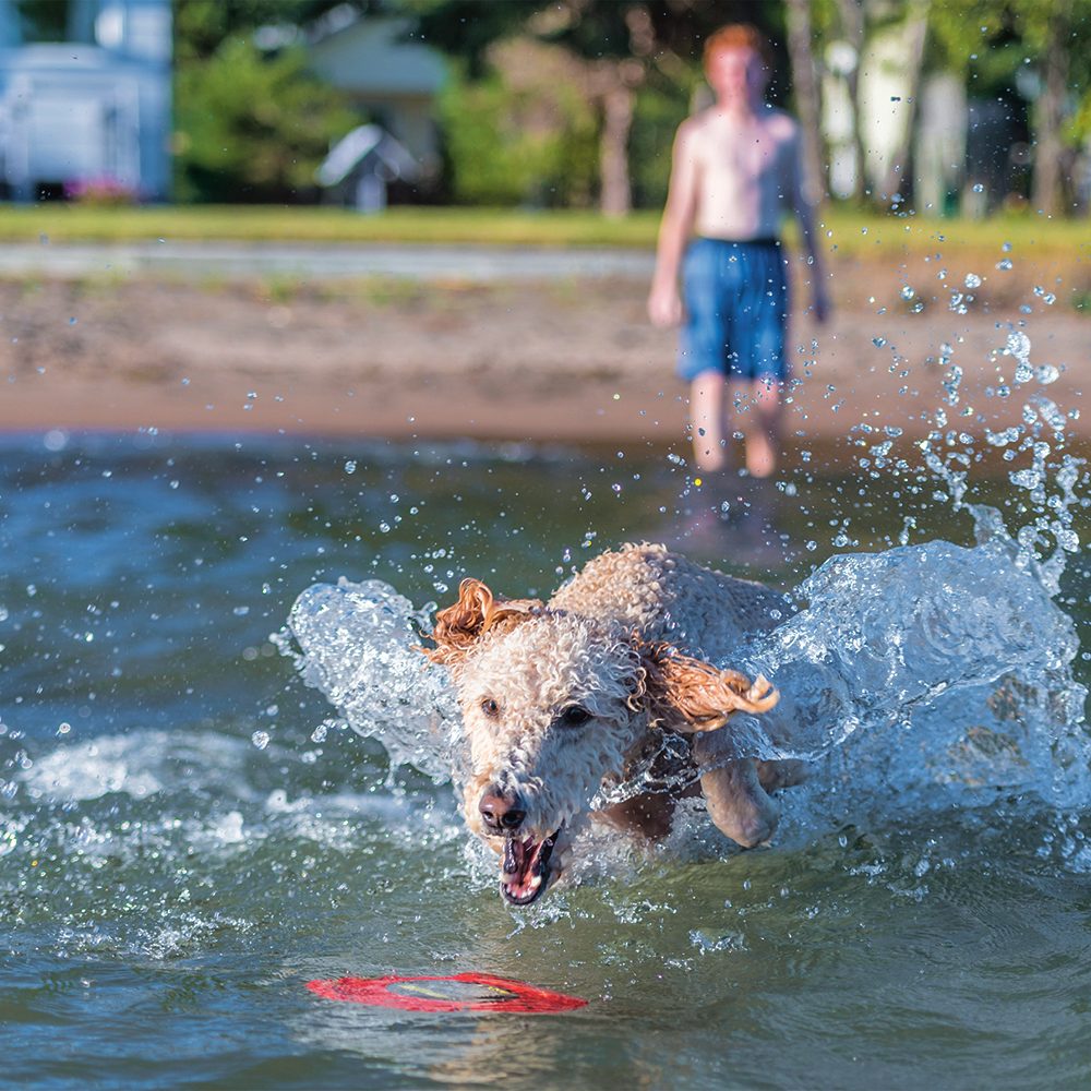 Making a splash water photography - dog in water