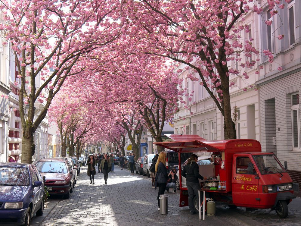Cherry trees in Germany