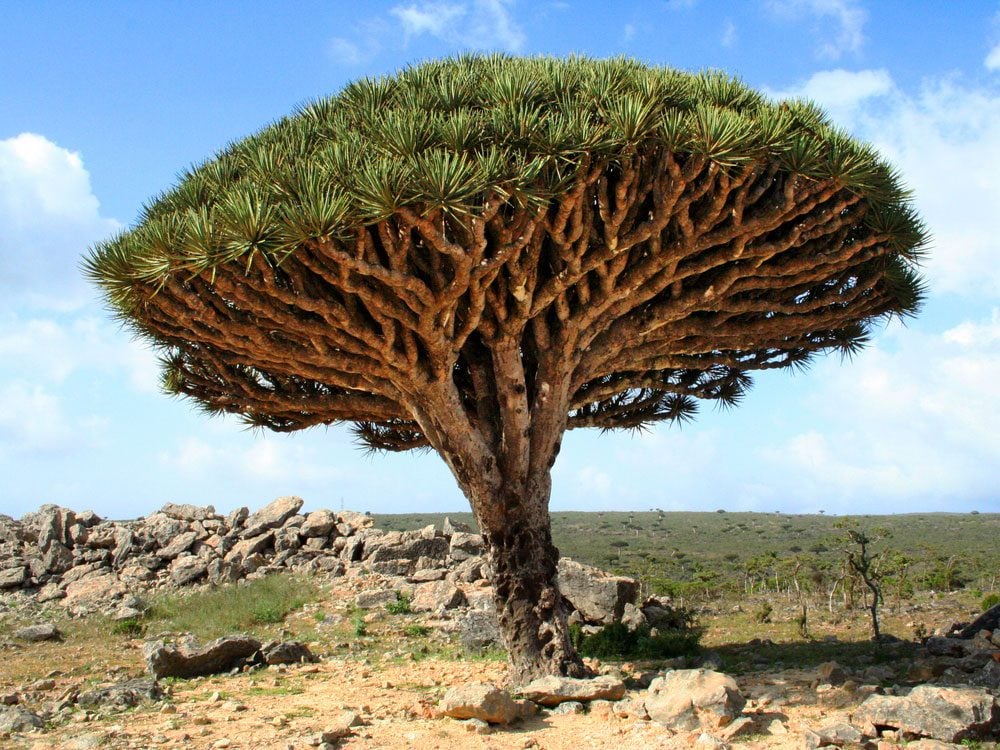 Dragon blood trees in Yemen