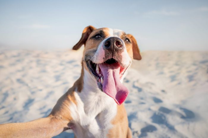 Dog heat stroke - Dog at beach