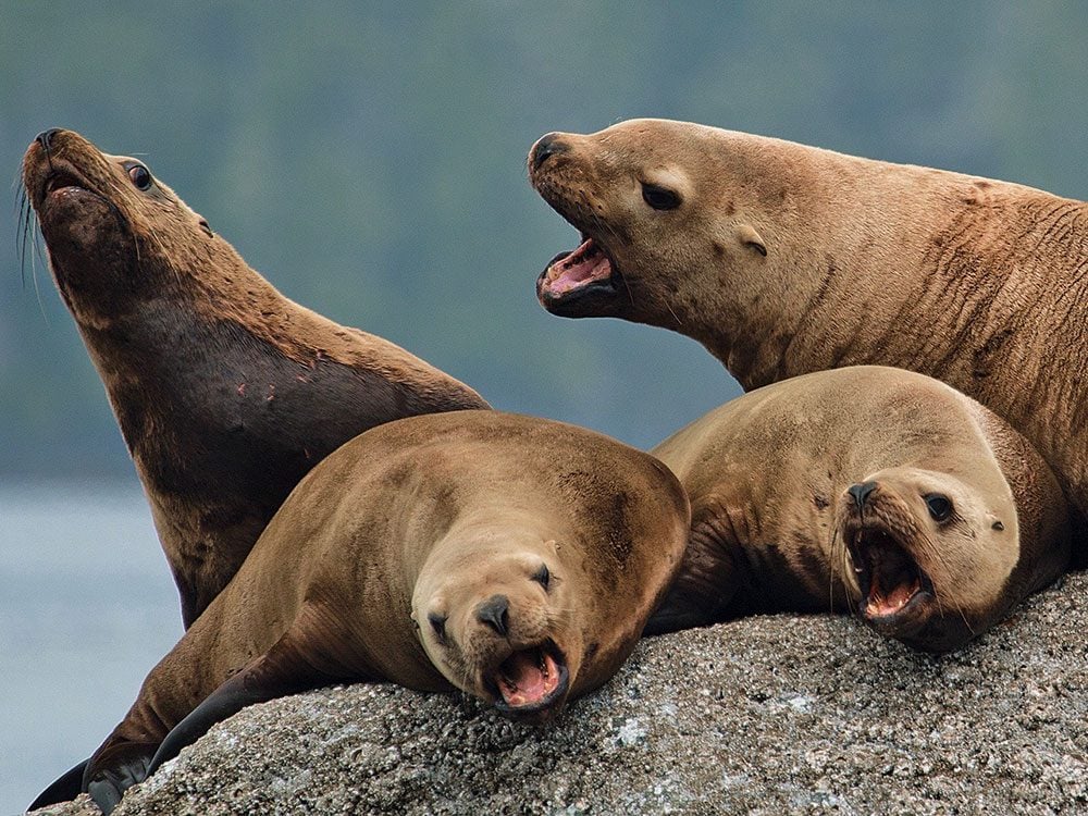 Stellar sea lions lazing on the rocks