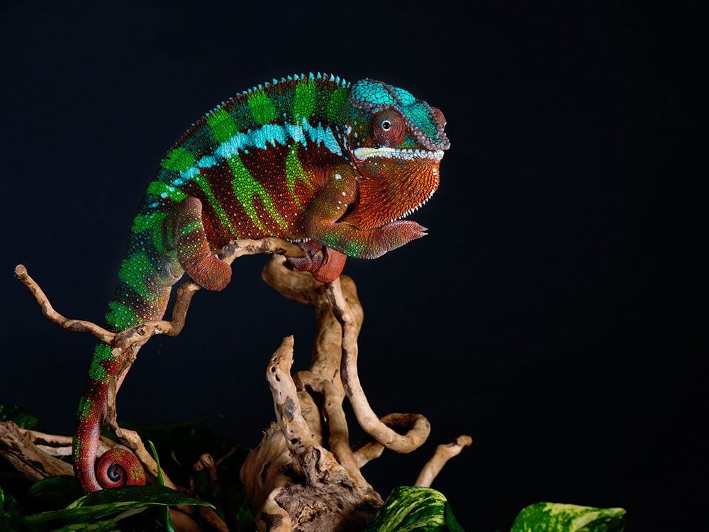 Colourful Panther Chameleon against black background