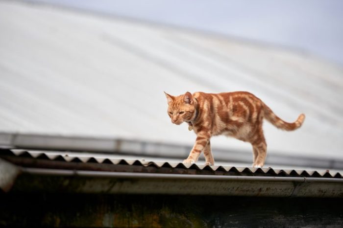 Ginger red tabby cat walking along a corrugated tin roof