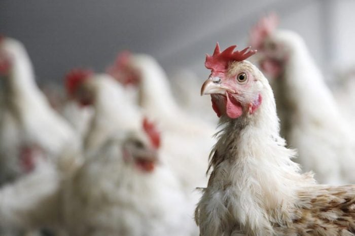 portrait of chicken in crowded barn