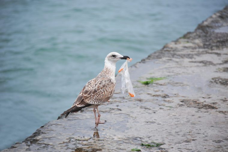 Seabirds are ingesting plastic