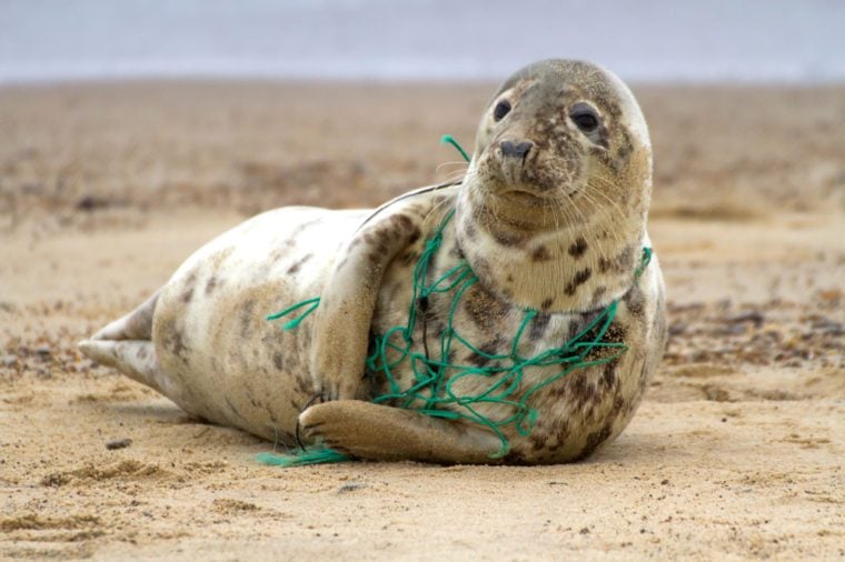Plastic entanglement kills marine life