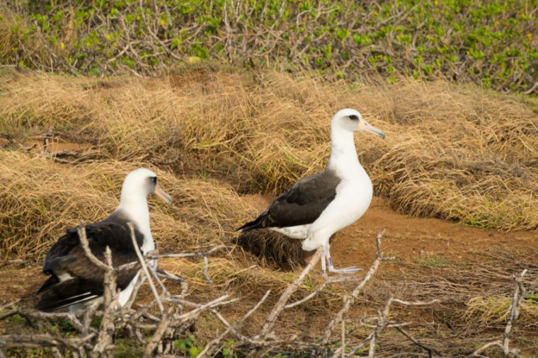 Laysan Albatross babies are dying