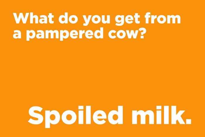 What do you get from a pampered cow?