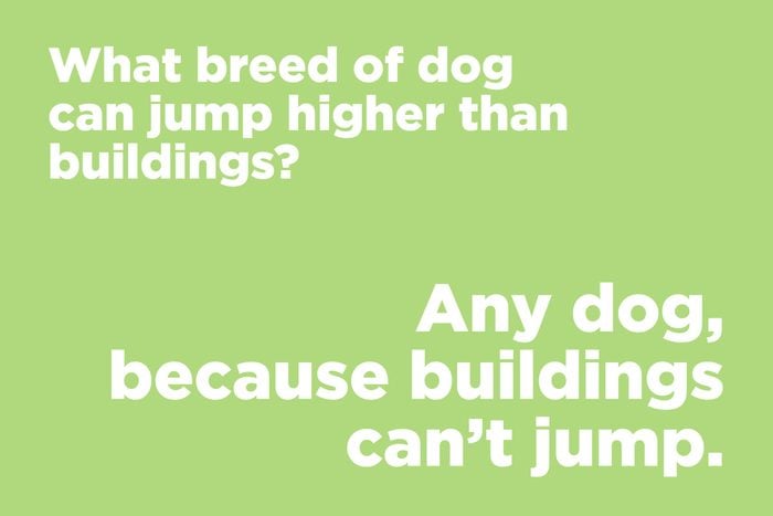 What breed of dog can jump higher than buildings?