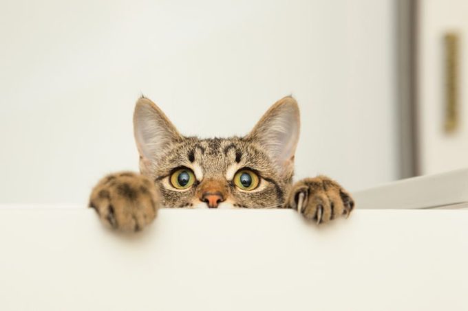 a young cat curiously peeking out from behind the white background