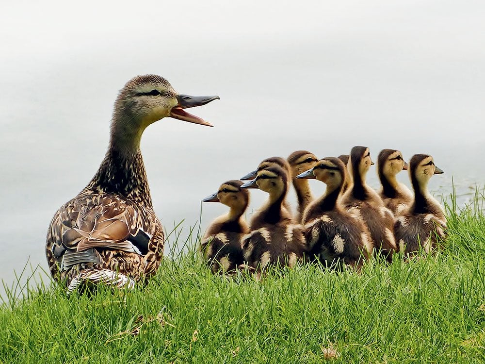 Canadian bird stories: Baby ducks